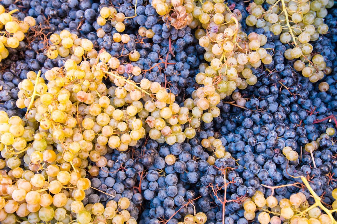 Сорта винограда Испании